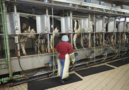 Milk & Dairy Milk & Dairy